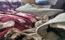 Mixed Breed cats for sale: Mixed breed kittens  - Image 8