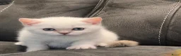 British Shorthair cats for sale: WHITE BSH kittens for sale - Advert 4