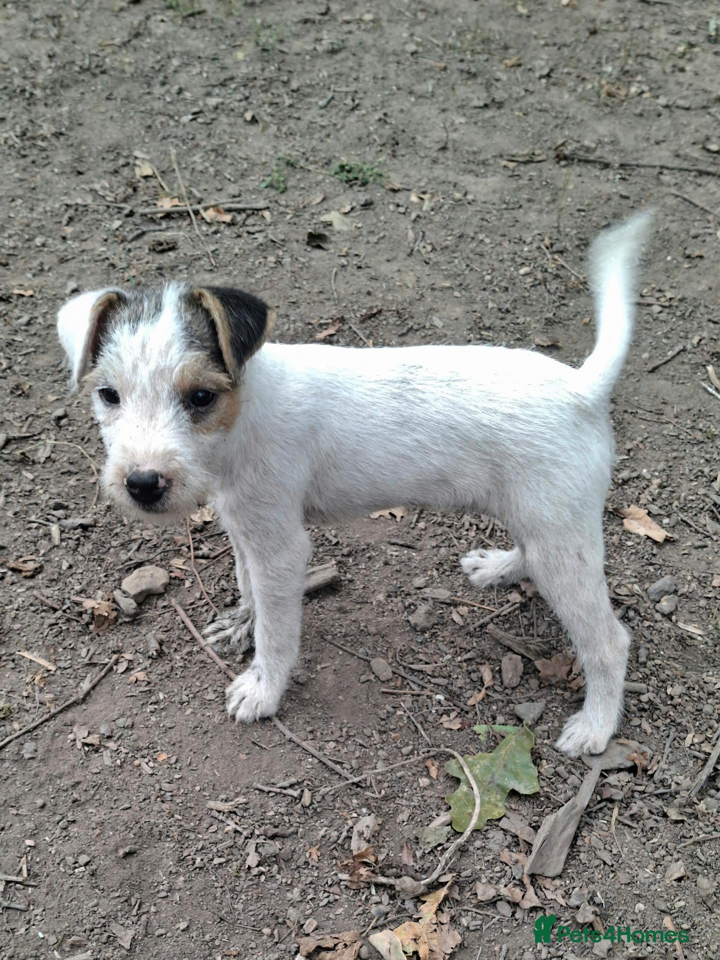 Jack Russell dogs Fully vaccinated JRT male puppies - Advert 2