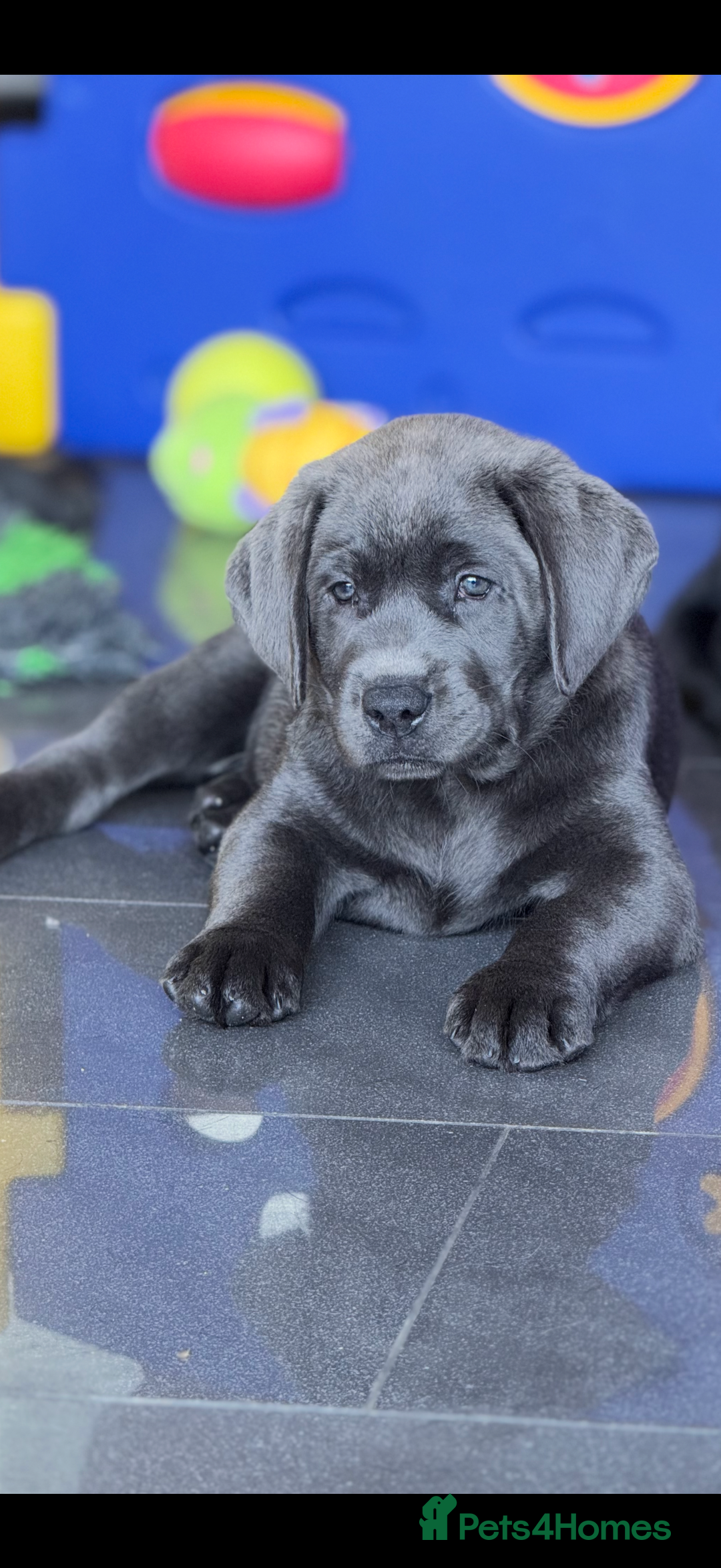 Silver Lab Puppies For Sale Charcoal Lab Silver Labrador Retriever