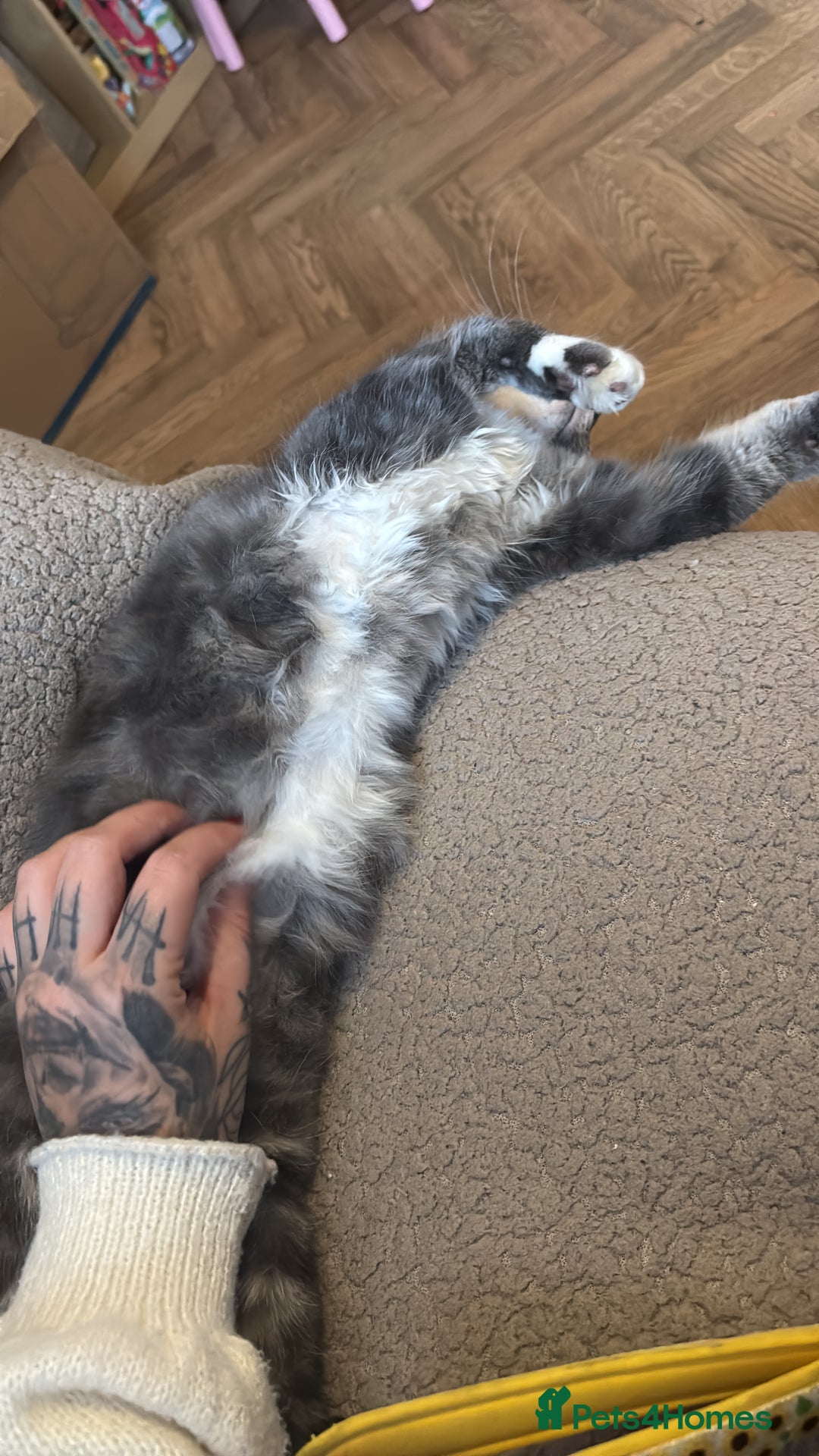 Mixed Breed cats for sale: Sad rehoming of our beloved Kevin - Advert 2