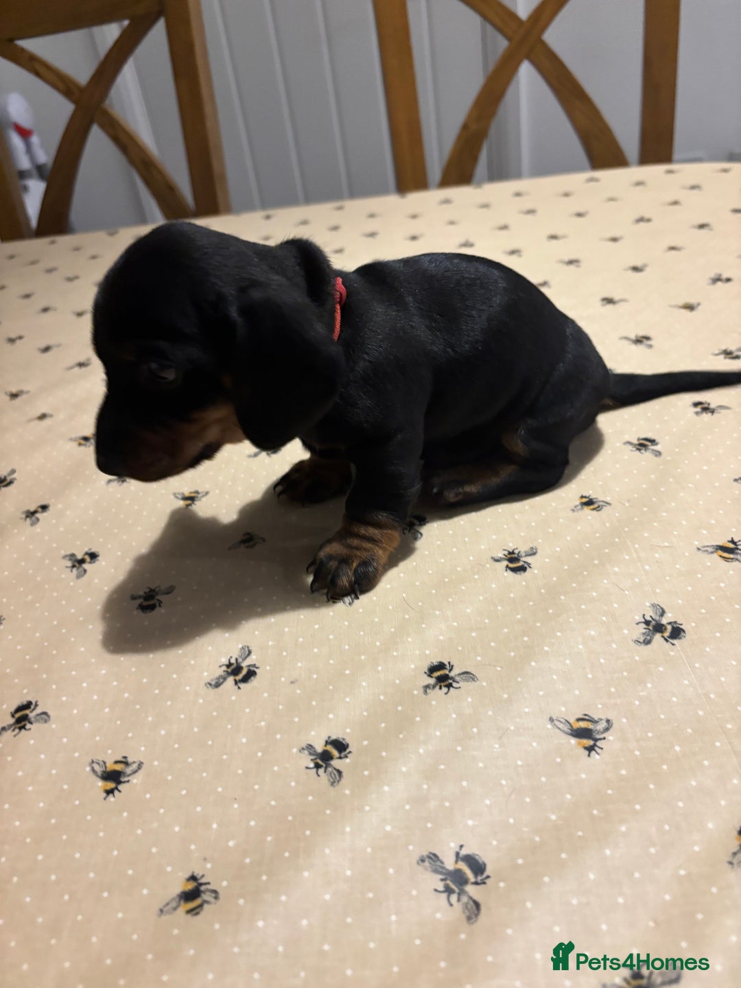 Miniature Dachshund dogs for sale: KC, PRA Clear Miniature Dachshund Puppies - Image 7