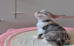 Devon Rex cats for sale: 🐾 Beautiful Devon Rex Kittens💕 - Image 24