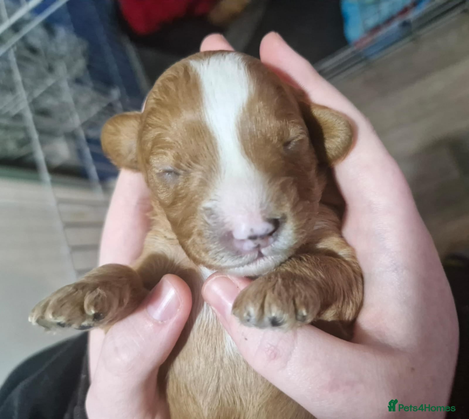 Cavapoo dogs Stunning Cavapoos Health Tested Parents DNA Clear - Advert 1