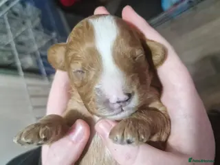 Cavapoo dogs Stunning Cavapoos Health Tested Parents DNA Clear - Advert 1