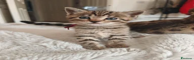 Bengal 2