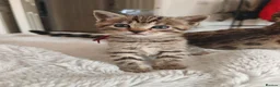Bengal cats for sale: 1 Female Left!! Ready to leave Bengal Mix Kittens - Advert 14