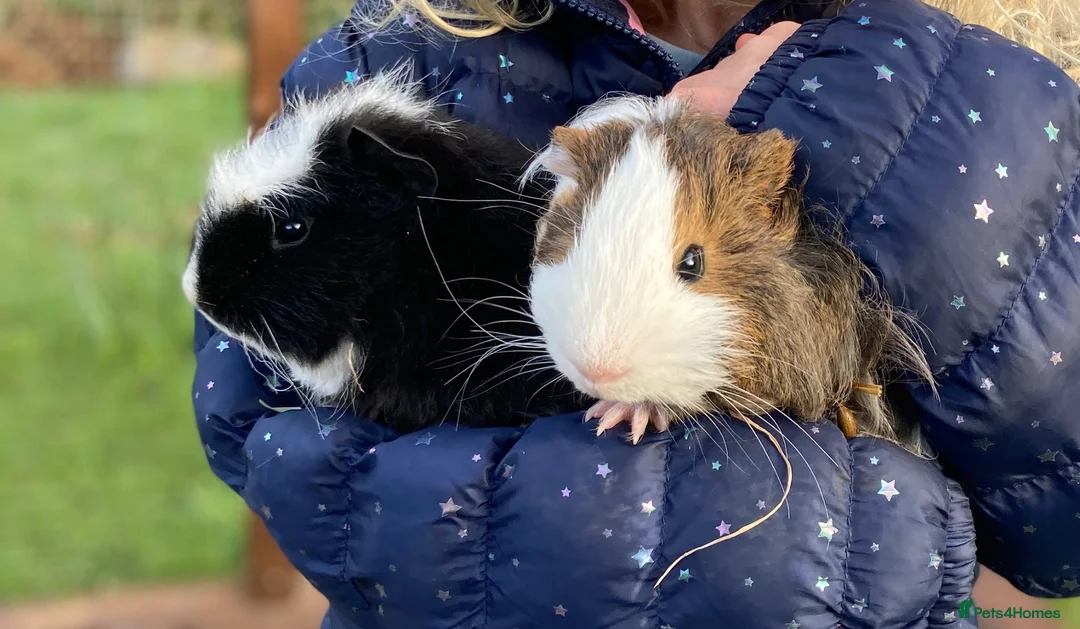 Guinea Pig rodents for sale: Pair of guinea pigs for adoption  in Stafford - Advert 1