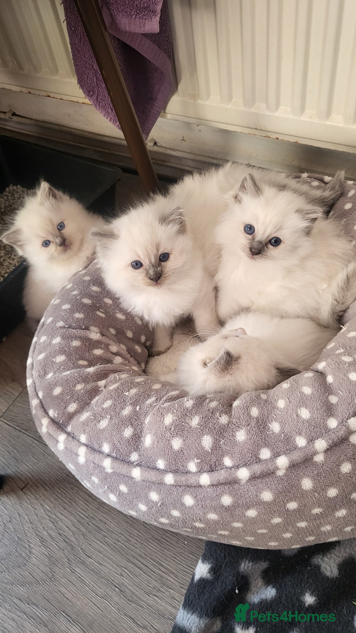 Ragdoll cats Adorable ragdoll kittens - Advert 2