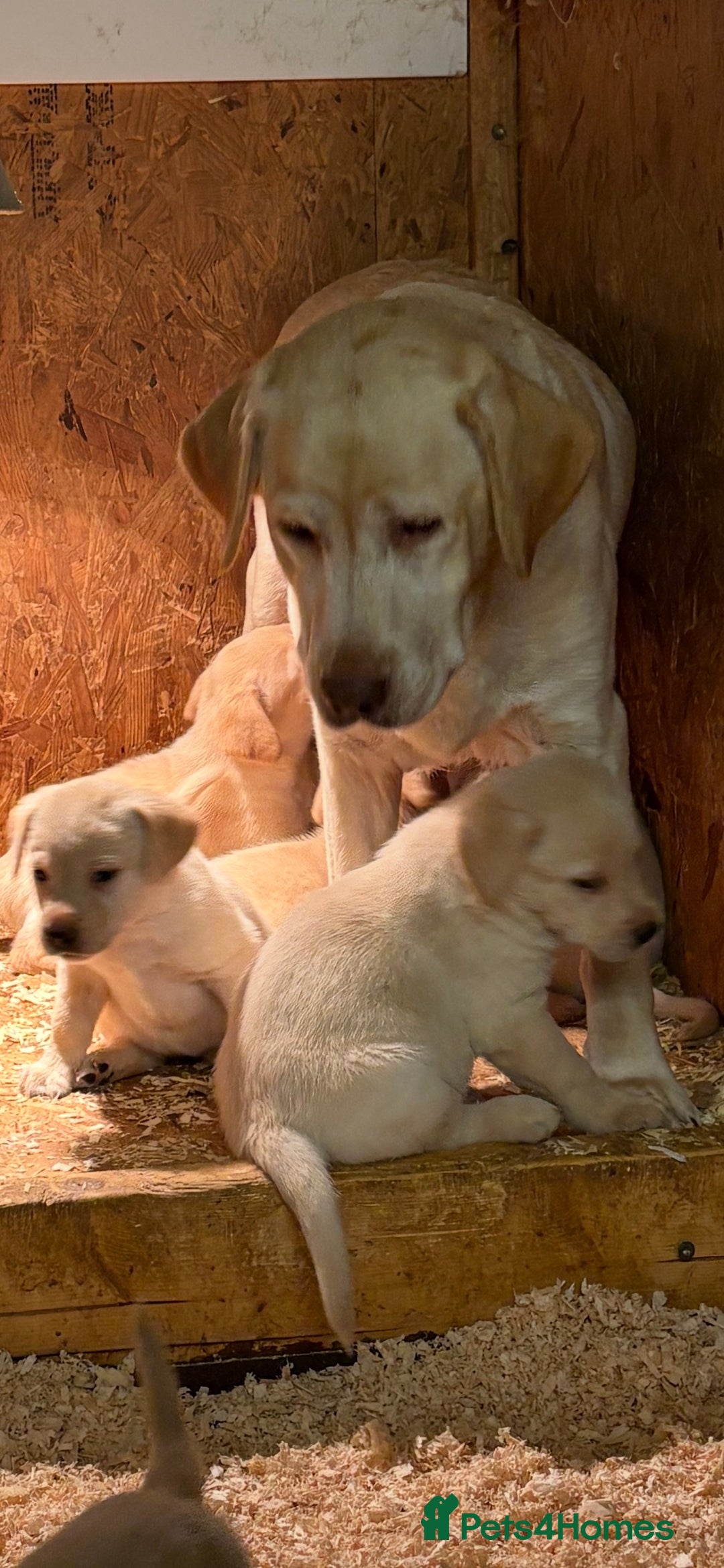 Labrador Retriever dogs for sale: Yellow Labrador puppies  - Image 5