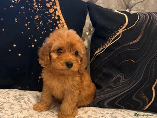 Cockapoo dogs One boy left - Advert 15