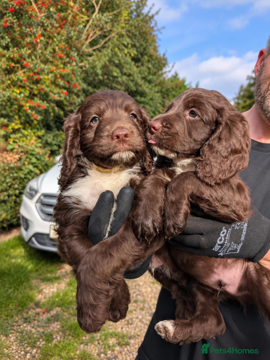 Mixed Breed dogs Beautiful Sproodle Puppies ready In 1 week! - Advert 2