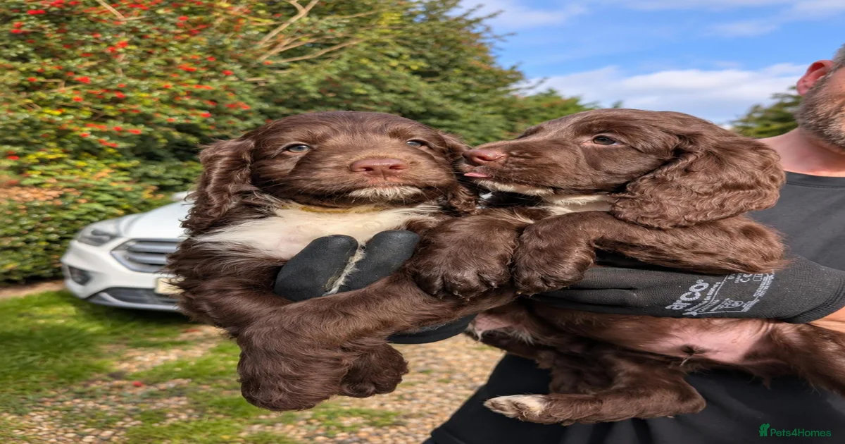 Mixed Breed Puppies for sale in Wirral, Merseyside | Pets4Homes