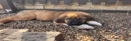 Tibetan Mastiff dogs for sale: Stunning Tibetan Saint Puppies - Ready to go! - Advert 27