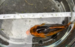 Koi Carp fish for sale: Kio Carp - Image 1