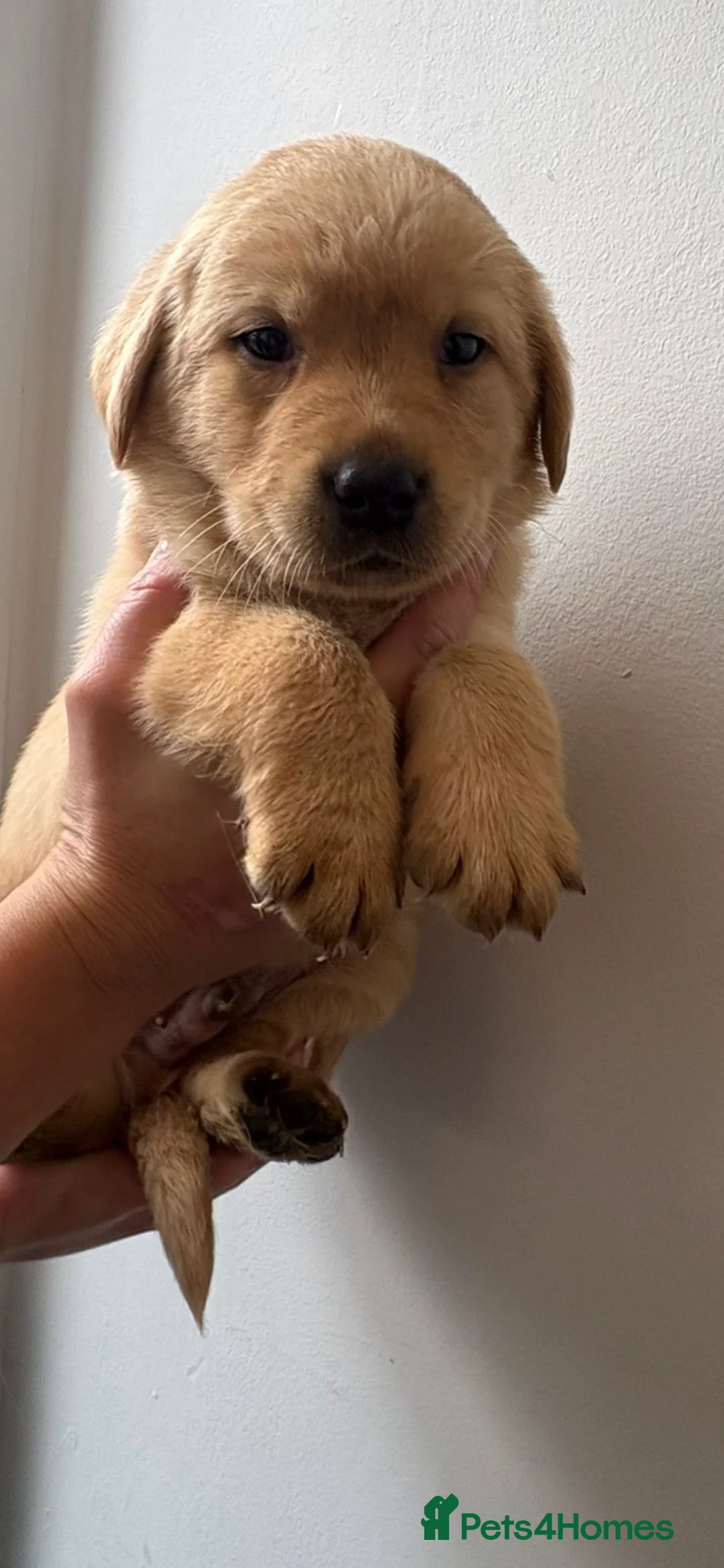 Labrador Retriever dogs for sale: Labrador pups - Advert 9