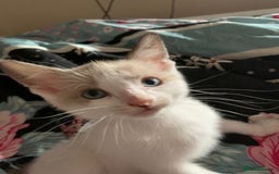 Mixed Breed cats for sale: Ragdoll sphynx mixed kittens ready now  - Image 3