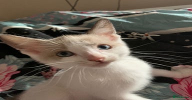 Mixed Breed cats - Advert 13