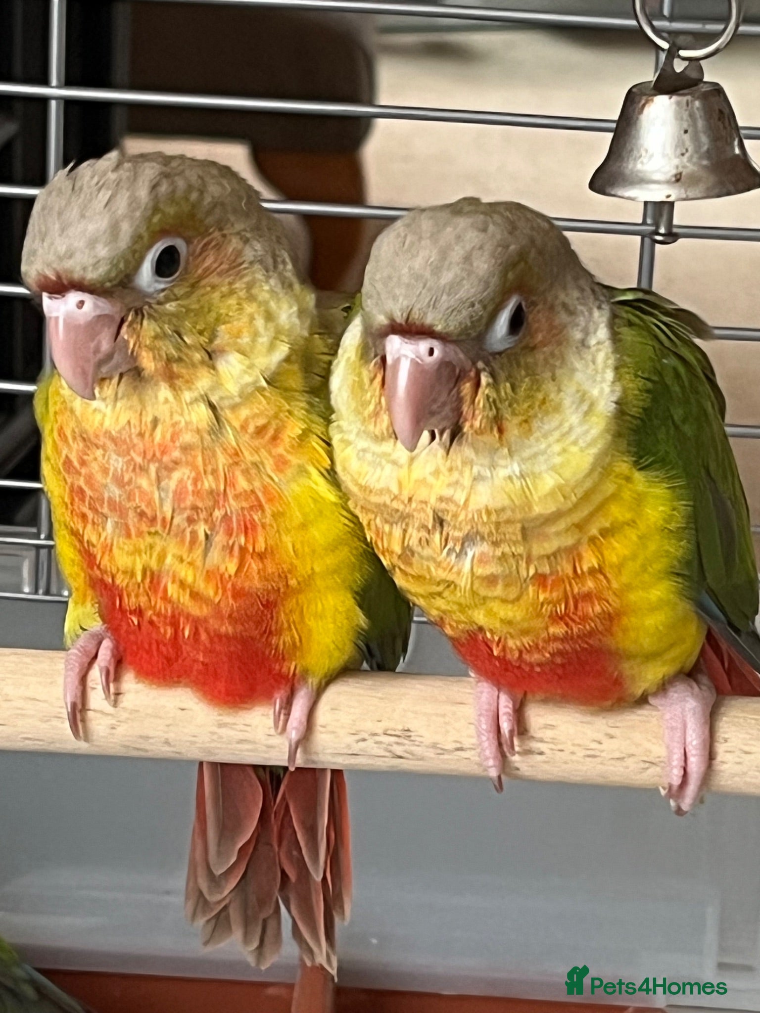 Conures birds Hand-reared Pineapple Conure chicks  - Advert 2