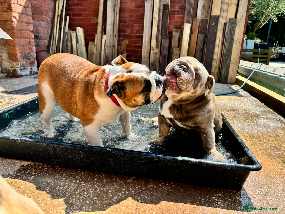 English Bulldog dogs for sale: Show quality English bulldog girl 2 years for sale - Image 7