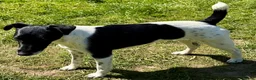 Fox Terrier dogs for adoption: 🐾 FOXIE – Female Fox Terrier 🐾 - Advert 1
