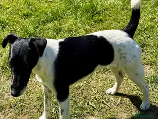 Fox Terrier dogs 🐾 FOXIE – Female Fox Terrier 🐾 - Advert 11