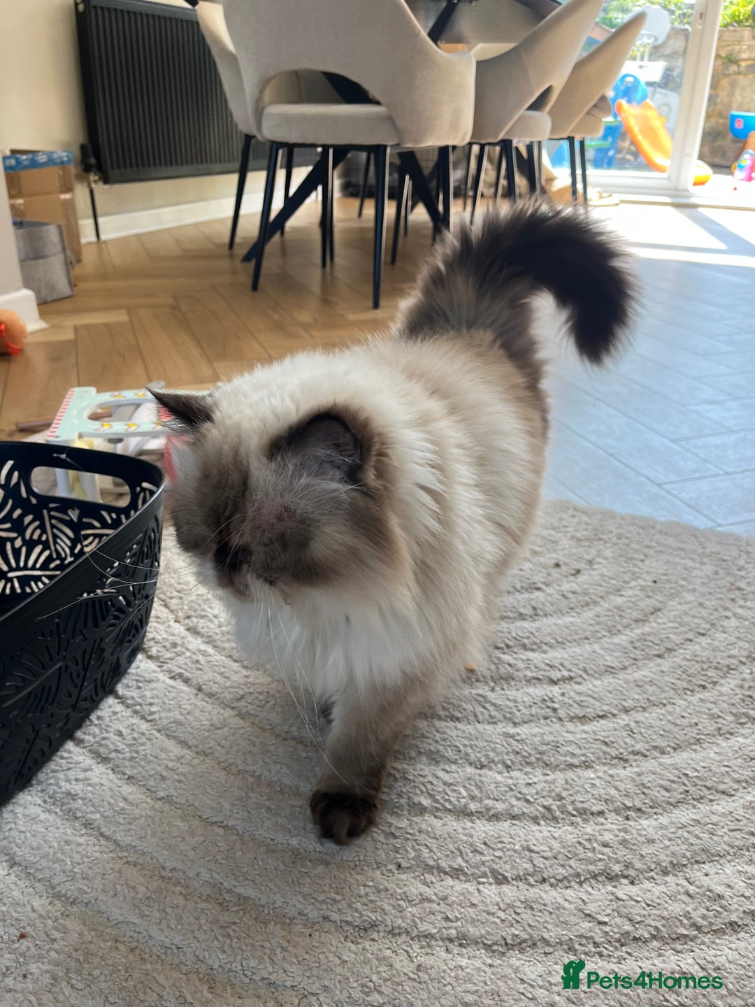 Ragdoll cats for sale: Ragdoll and Himalayan Persian for rehoming  - Image 9