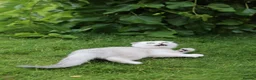 Scottish Fold cats for sale: Last Boy available  - Advert 10