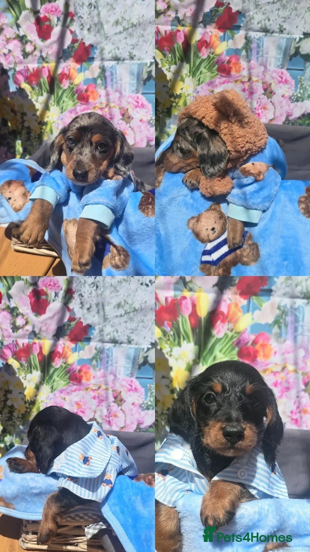 Doxiepoo dogs for sale: READY LAST 2 Beautiful F1 mixed doxipoo puppies  - Advert 2