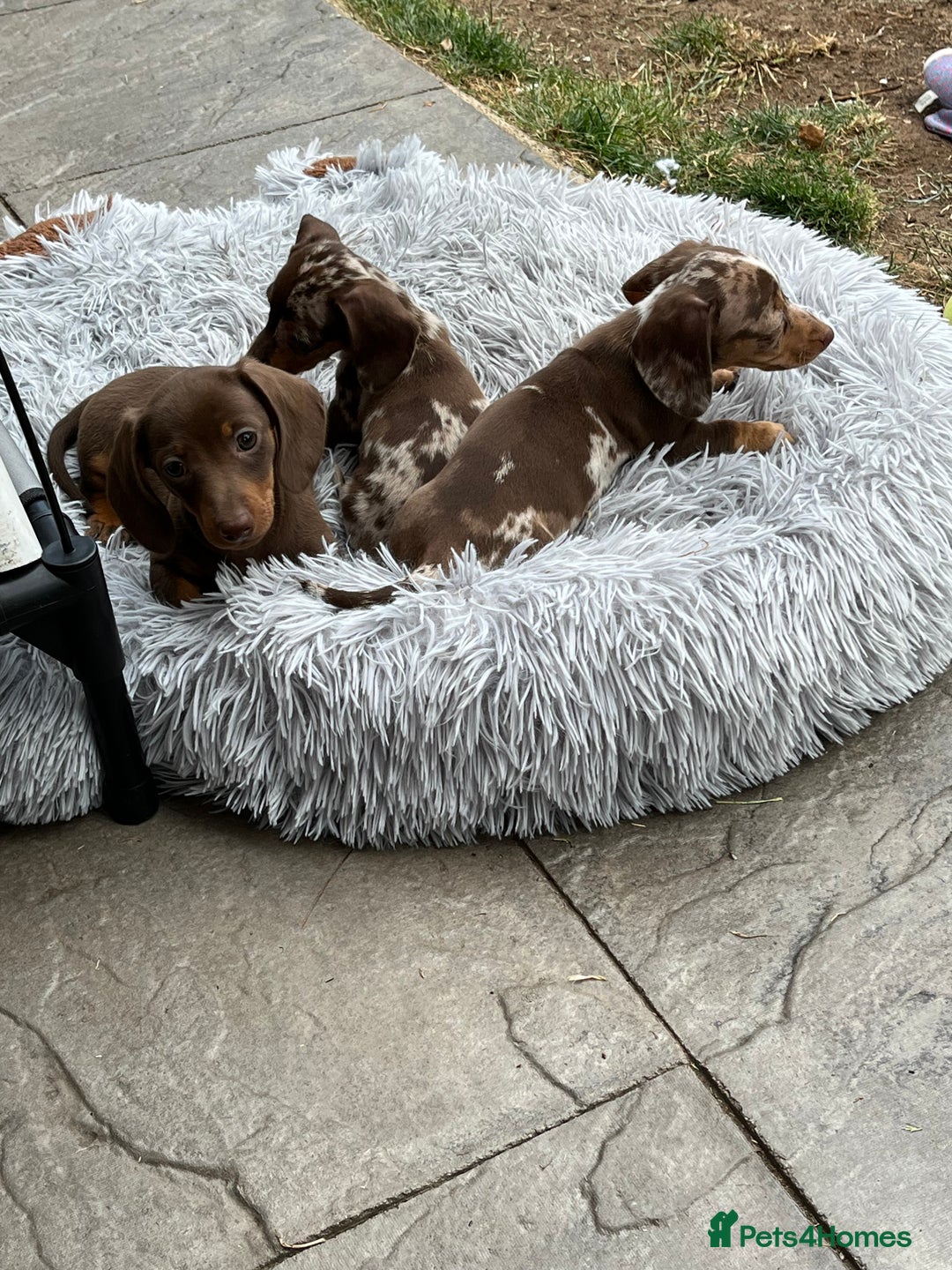 Miniature Dachshund dogs for sale: READY NOW - short haired miniature dachshunds  - Image 6