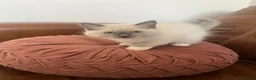 Ragdoll cats for sale: Beautiful Ragdoll kittens for sale - Advert 6
