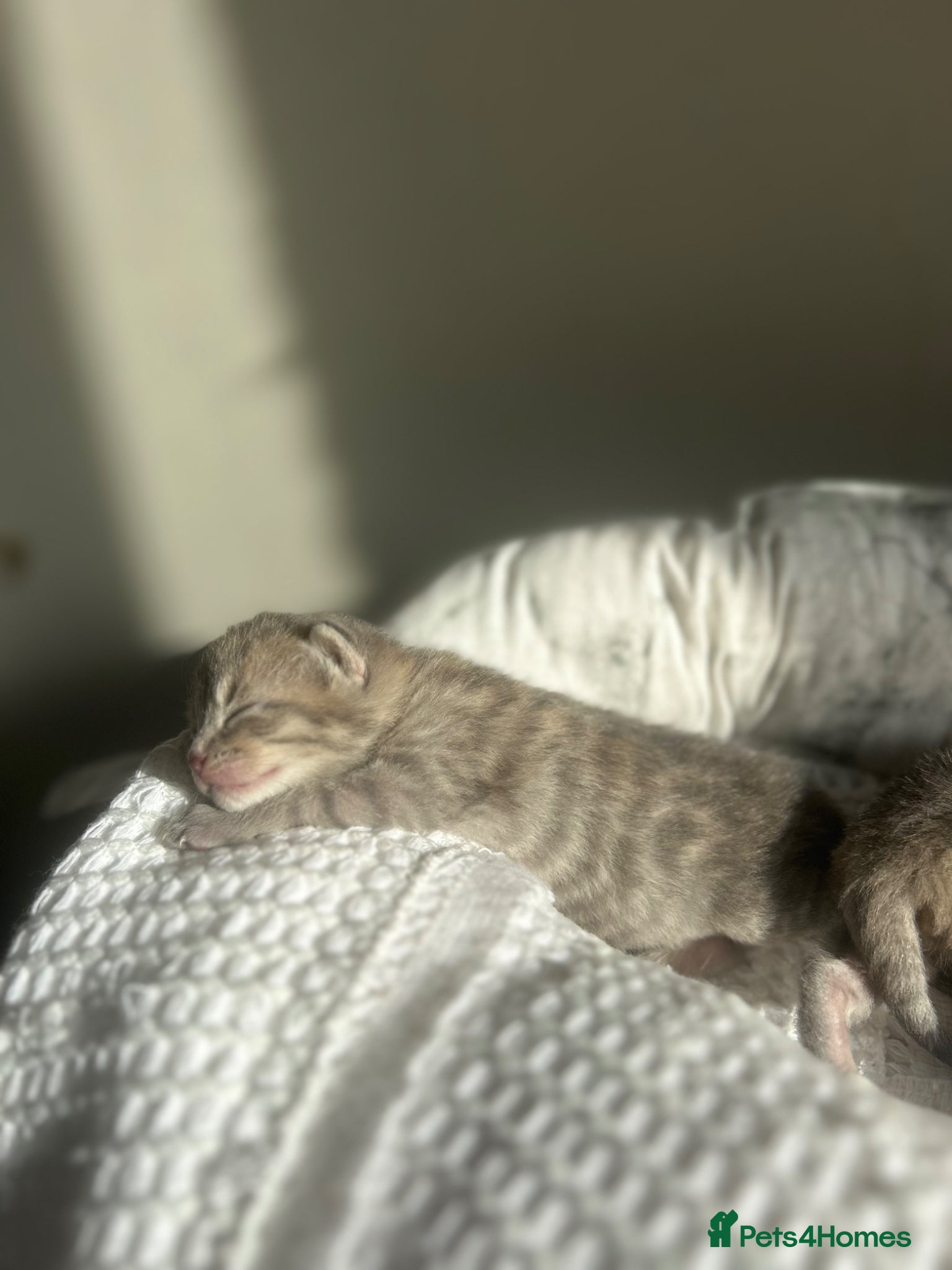 Mixed Breed cats for sale: 4 bengal X kittens in Brixham - Advert 8