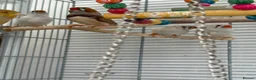 Finches birds for sale: Zebra finches - Pocket of joy  - Advert 3