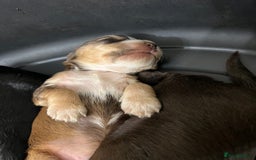 Cocker Spaniel dogs for sale: Stunning KC Reg Cocker Spaniel Pups Choco/Black - Image 9