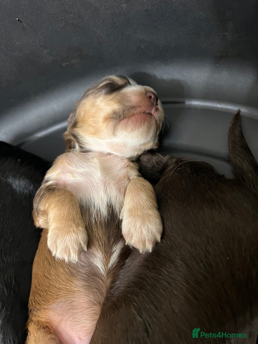 Cocker Spaniel dogs for sale: Stunning KC Reg Cocker Spaniel Pups Choco/Black - Image 9