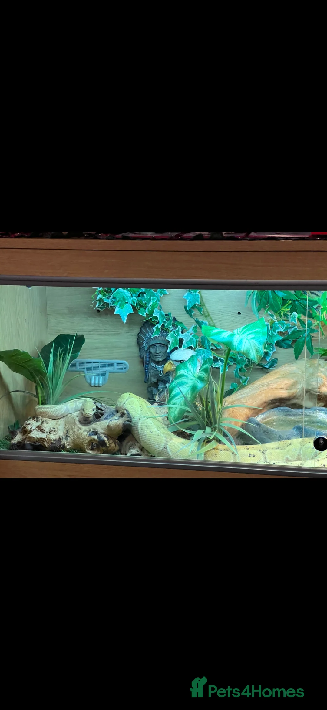 Python Snake reptiles for sale: Royal python for sale £150 - Advert 2