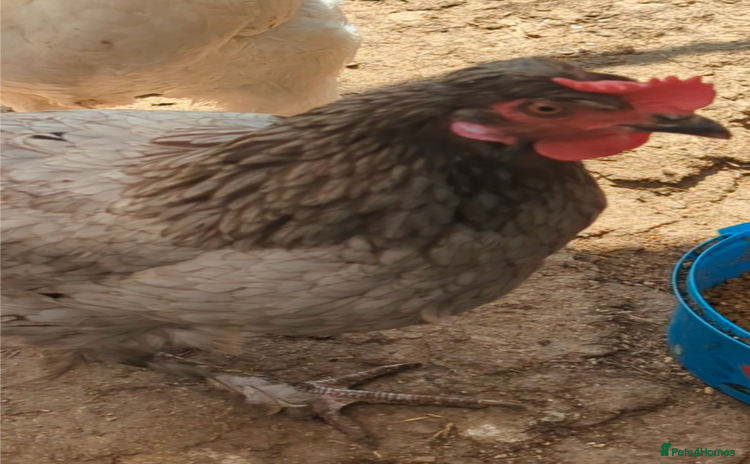 Chickens poultry - Advert 3