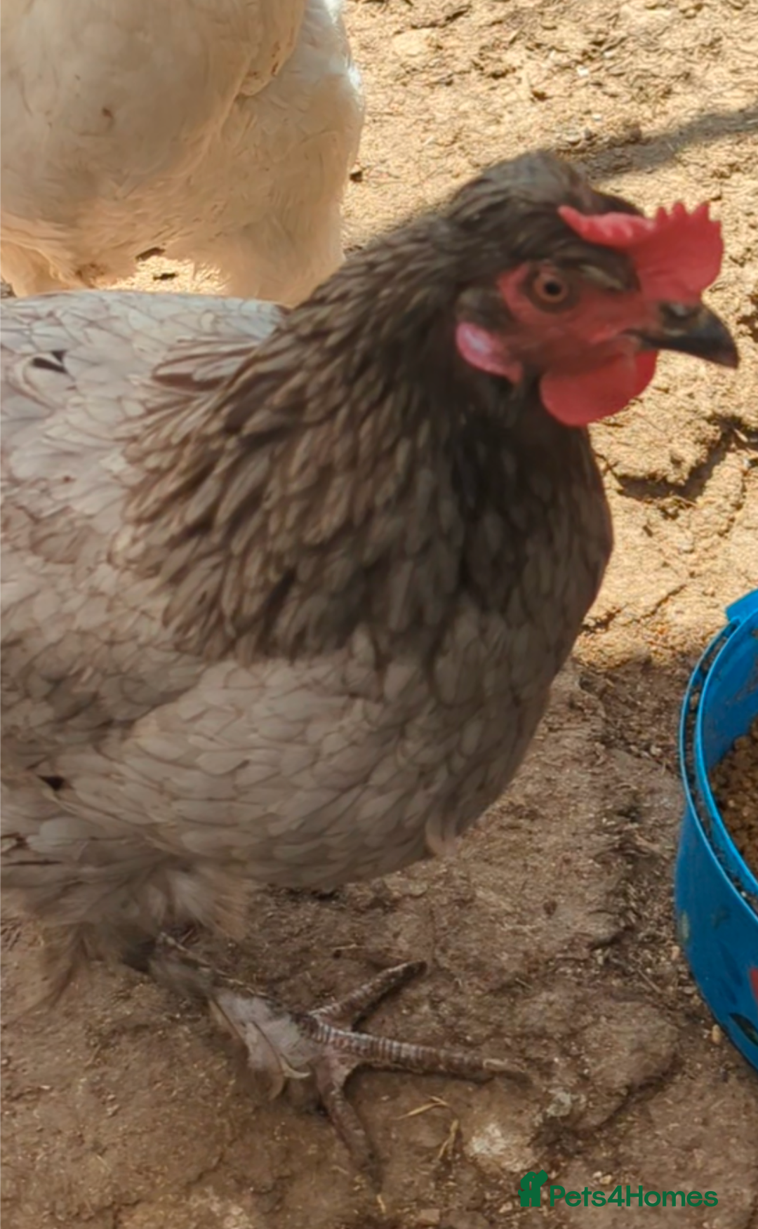 Chickens poultry for sale: 3 gorgeous hybrid hens - Image 1