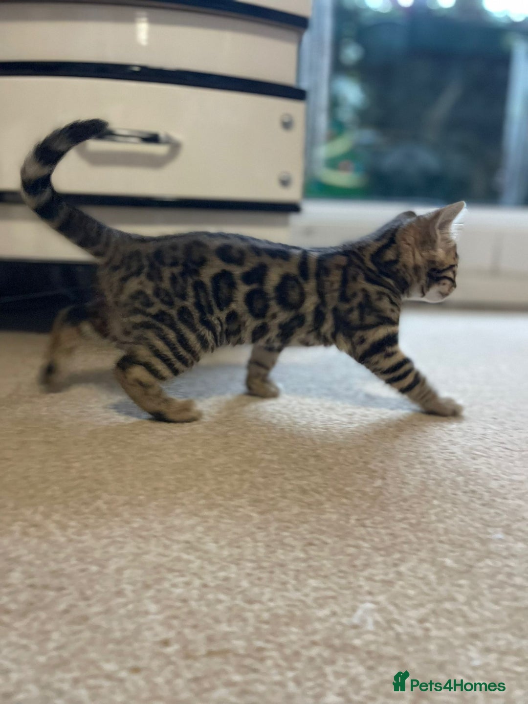Bengal cats for sale: 5 Outstanding bengal kittens ready for a family  - Advert 21