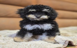 Toy Poodle dogs for sale: Gorgeous Tiny Toy Poodle Pups  - Image 21