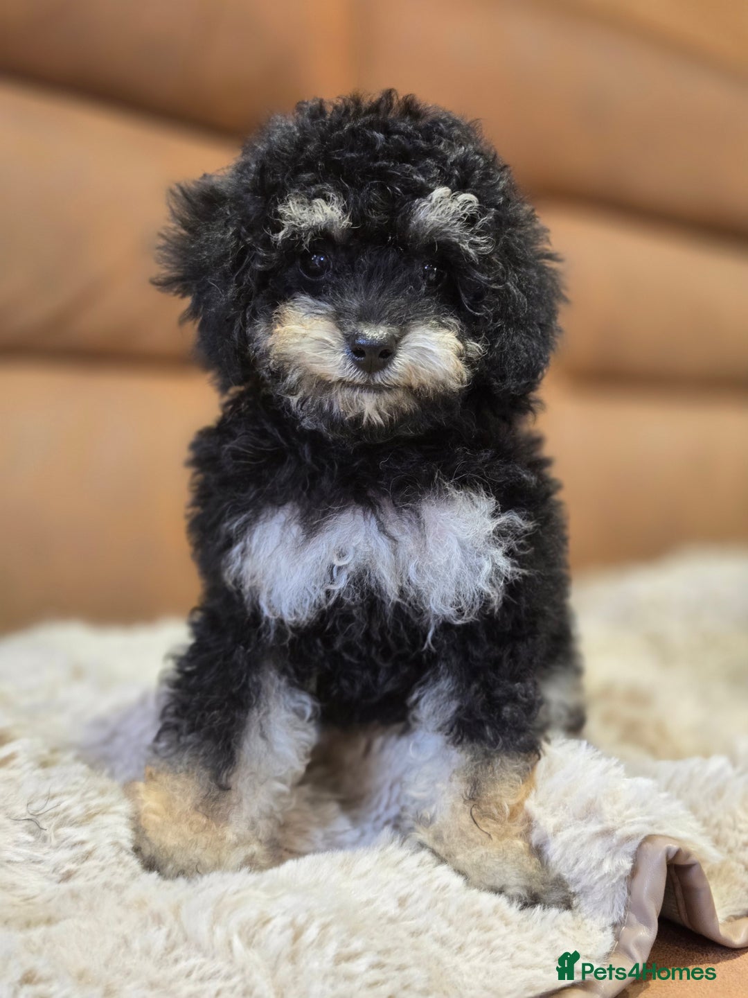 Toy Poodle dogs for sale: Gorgeous Tiny Toy Poodle Pups  - Image 21