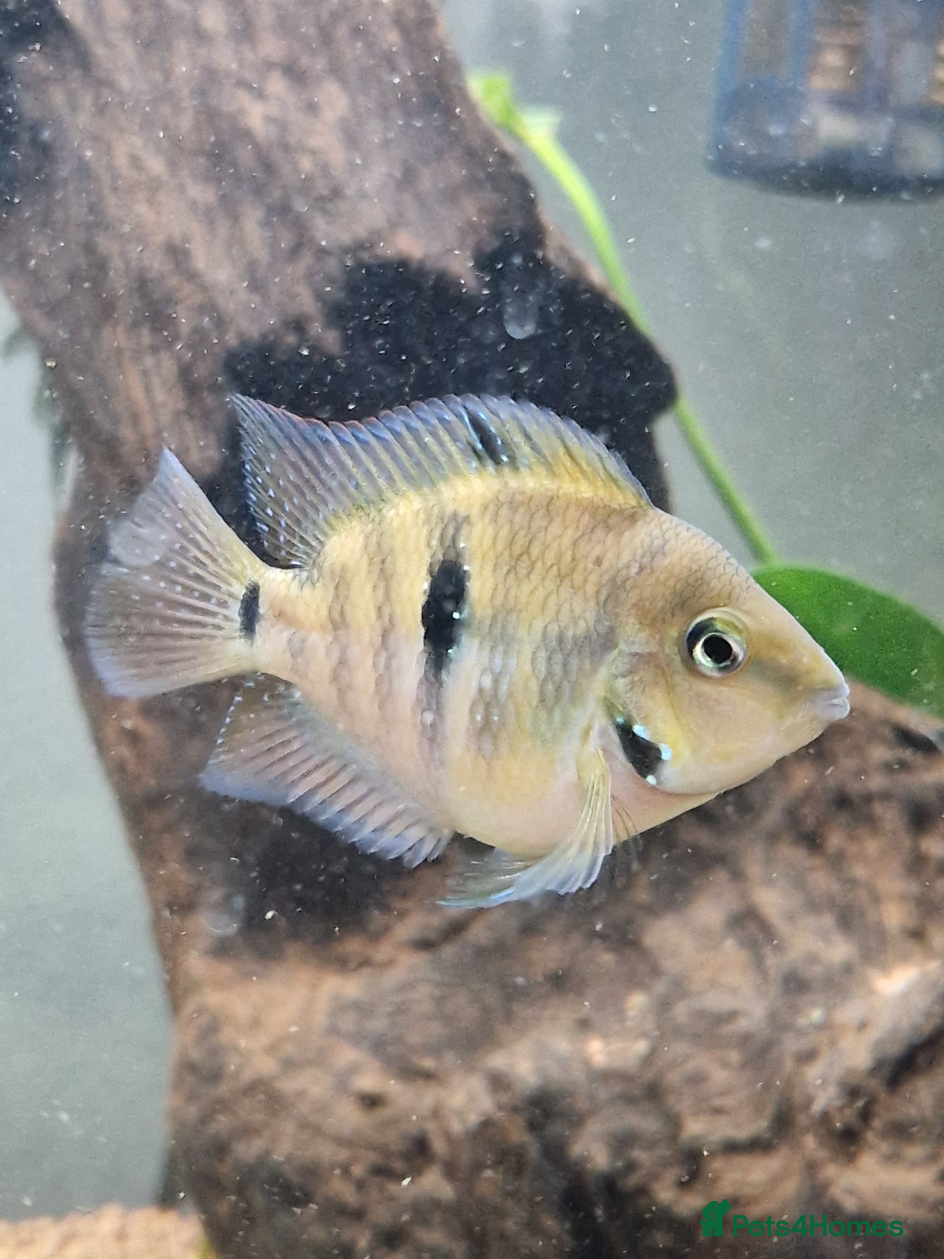 Other/Mixed Breed fish RARE BREED Polar Parrott x Firemouth  in Crawley - Advert 2