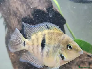 Other/Mixed Breed fish RARE BREED Polar Parrott x Firemouth in Crawley - Advert 2