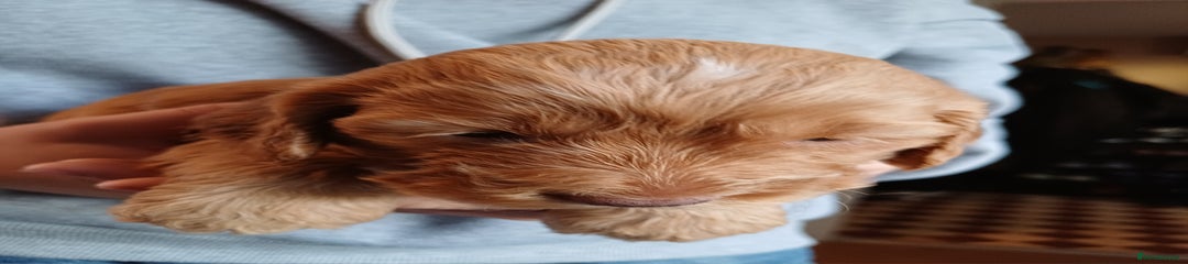 Cockapoo Puppy 7