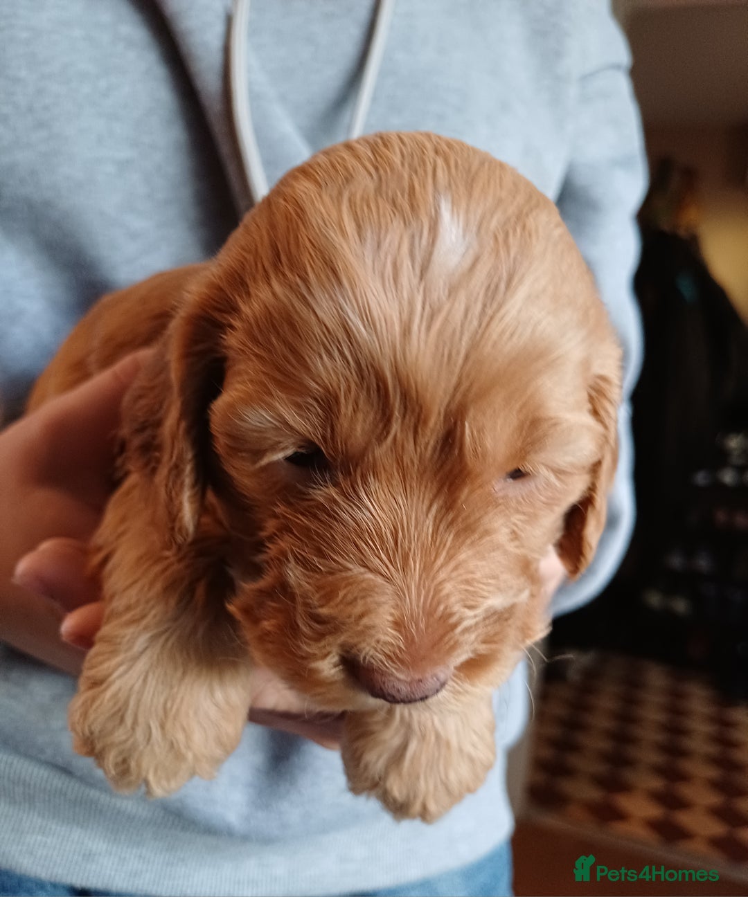 Cockapoo dogs for sale: Gorgeous cockapoo puppies F1B - Image 17