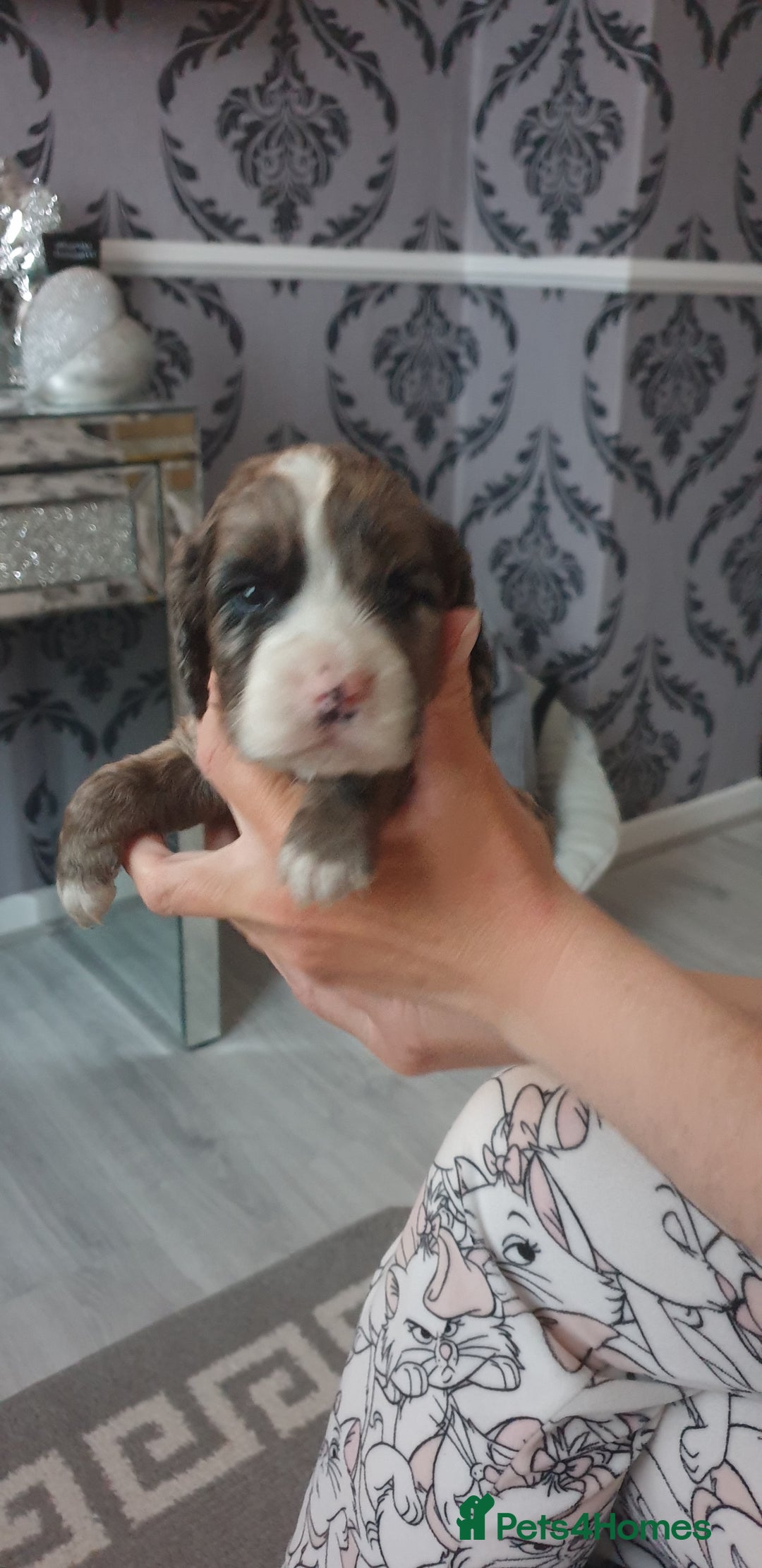Cocker Spaniel dogs for sale: Cocker spaniel puppies  - Image 10