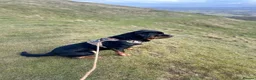 Rottweiler dogs for stud: 3 year old male for stud in exchange for a puppy  in Worcester - Advert 12