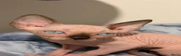 Sphynx cats for sale: Beautiful Male Sphynx Kitten – Ready Now  - Advert 1