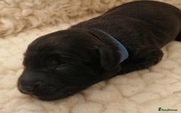 Sproodle dogs for sale: Sproodle F1 Puppies - Image 5