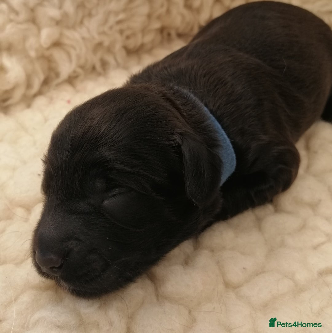 Sproodle dogs for sale: Sproodle F1 Puppies - Image 5